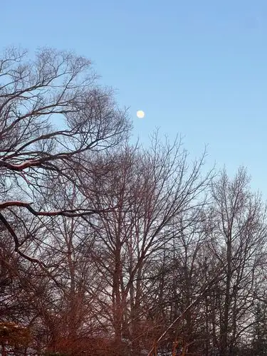 Moonlit magic through winter branches.